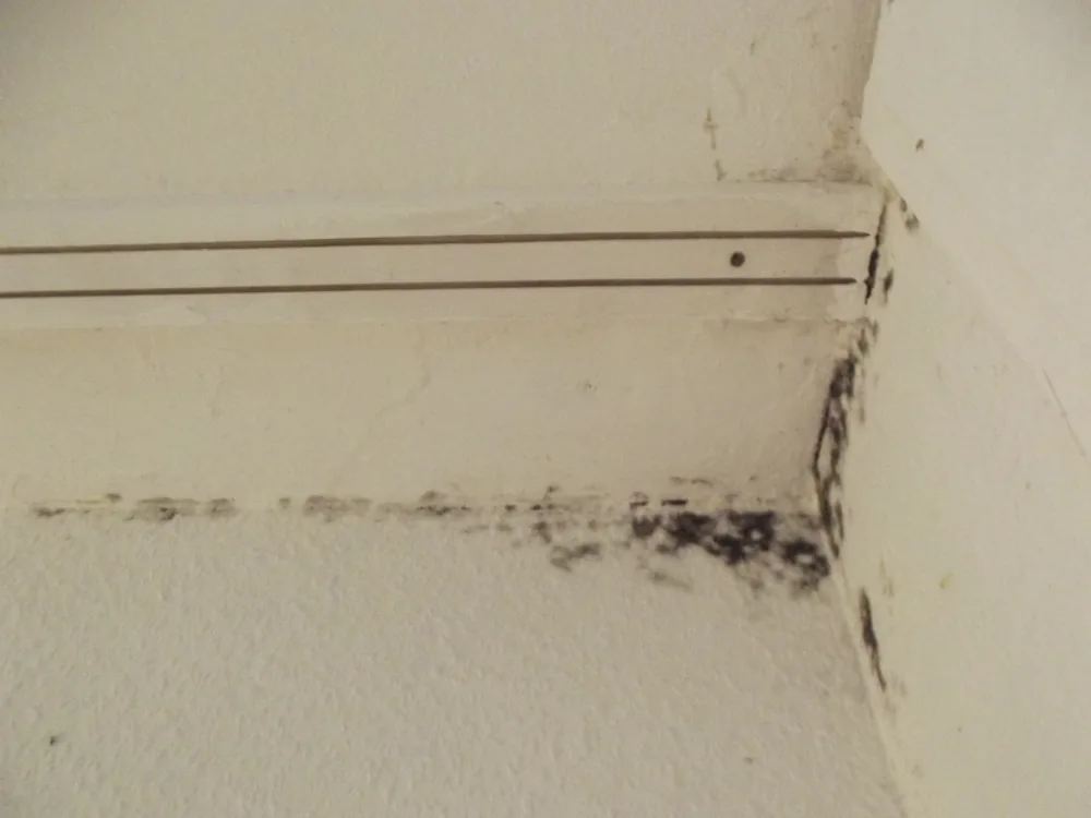 Technician in protective gear removing a mold-damaged wall in an Atlantic Highlands home